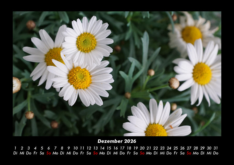 Bilder aus der Natur Fotokalender 2026 - 12