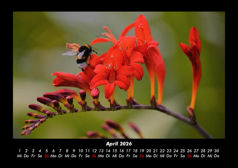 Bilder aus der Natur Fotokalender 2026 - 4