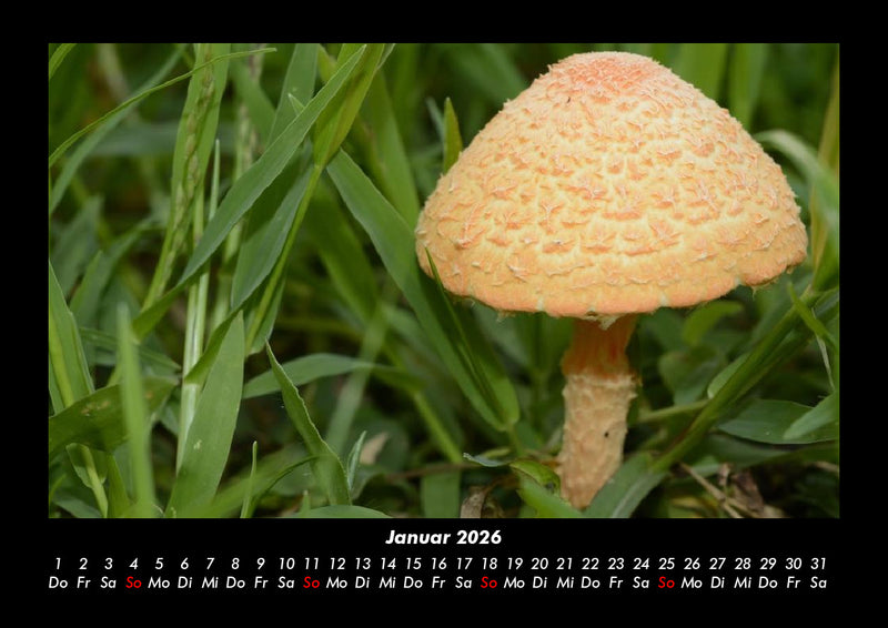 Natur Fotokalender 2026 - 1