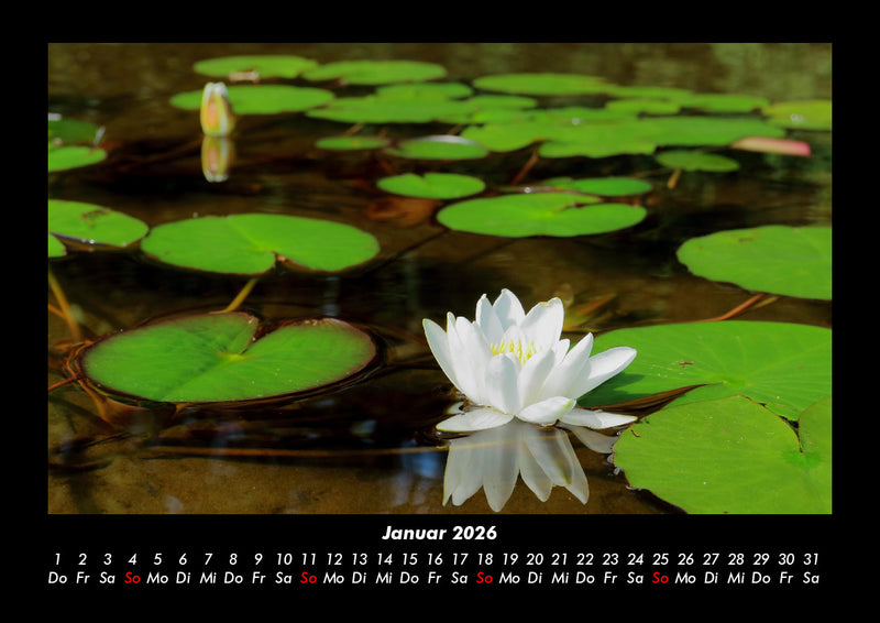 Tag am See Fotokalender 2026 - 1