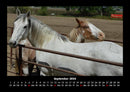 Die Welt der Pferde Fotokalender 2026 - 9