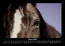 Die Welt der Pferde Fotokalender 2026 - 1