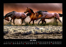 Die Welt der Pferde Fotokalender 2026 - 7