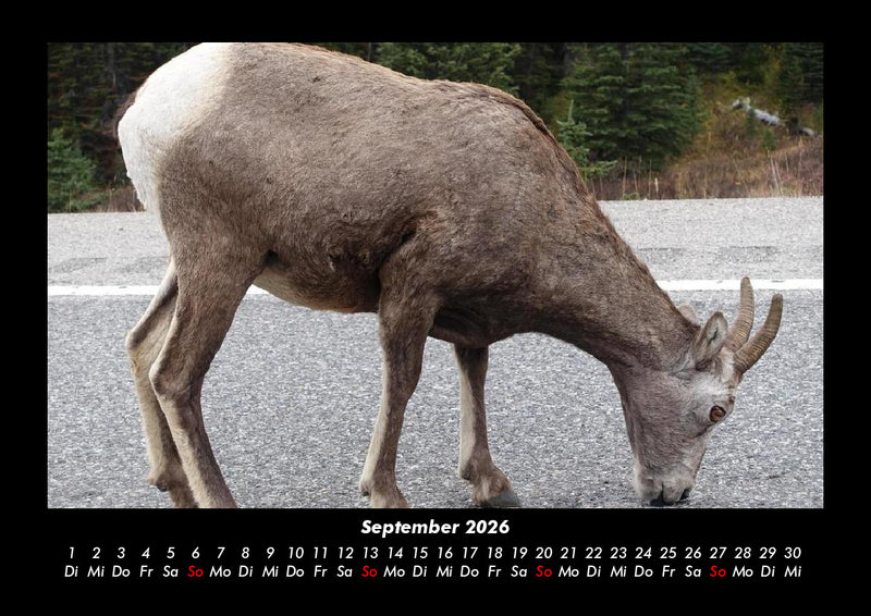 Der Tierkalender Fotokalender 2026 - 9
