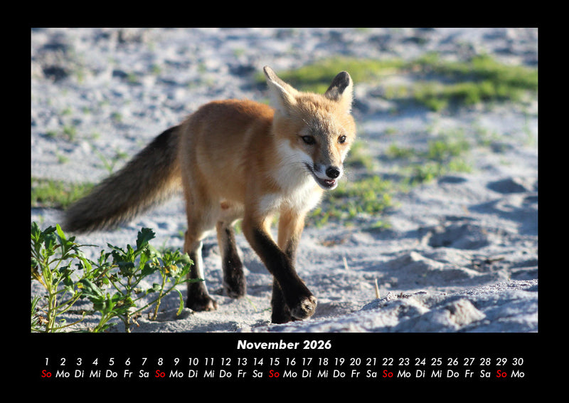 Der Tierkalender Fotokalender 2026 - 11
