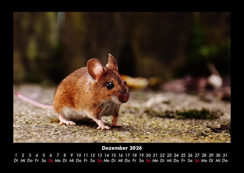 Der Tierkalender Fotokalender 2026 - 12