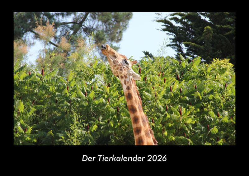 Der Tierkalender Fotokalender 2026 - Hauptbild