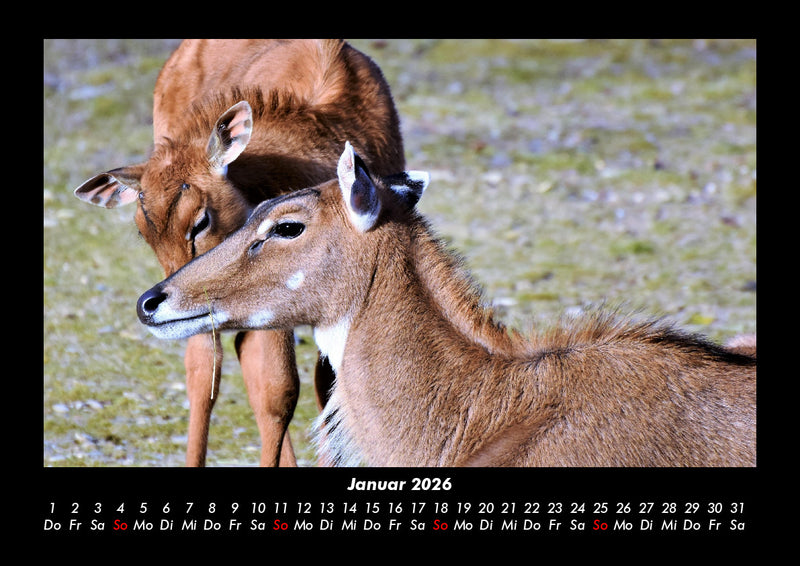 Der Tierkalender Fotokalender 2026 - 1
