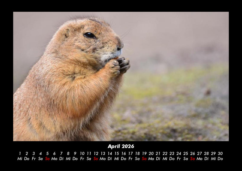 Der Tierkalender Fotokalender 2026 - 4