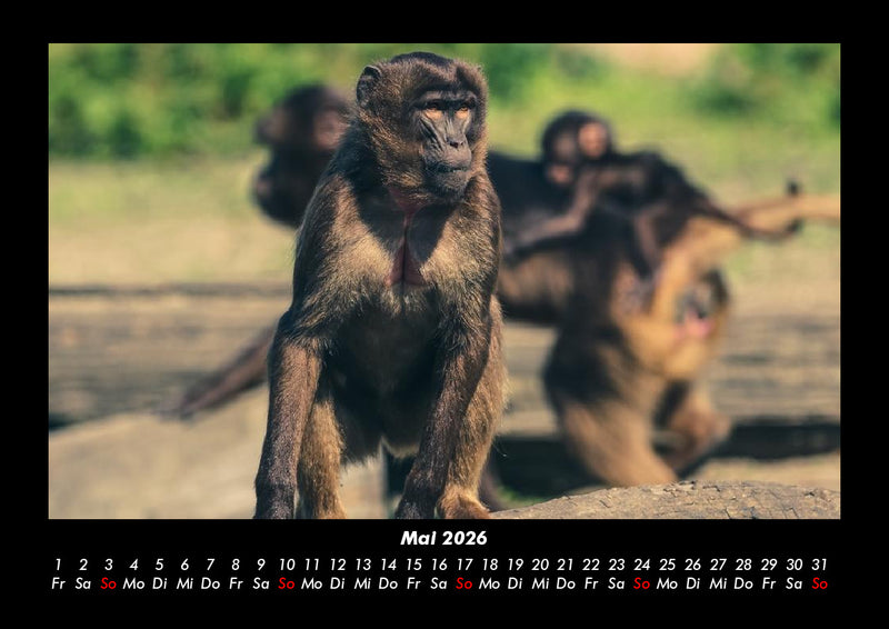 Der Tierkalender Fotokalender 2026 - 5
