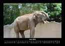 Der Tierkalender Fotokalender 2026 - 6