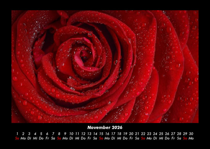 Rosentraum Fotokalender 2026 - 11