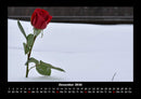 Rosentraum Fotokalender 2026 - 12