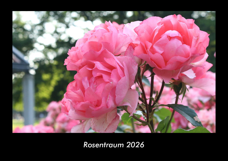 Rosentraum Fotokalender 2026 - Hauptbild