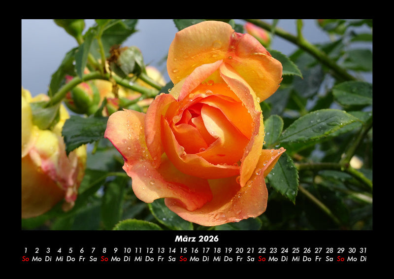 Rosentraum Fotokalender 2026 - 3