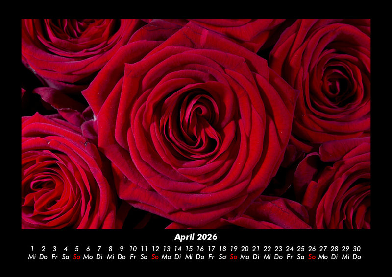 Rosentraum Fotokalender 2026 - 4