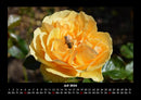 Rosentraum Fotokalender 2026 - 7