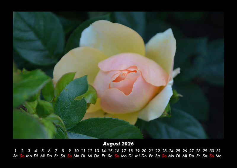 Rosentraum Fotokalender 2026 - 8