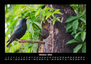 Vogelparadies Fotokalender 2026 - 10