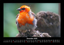 Vogelparadies Fotokalender 2026 - 12