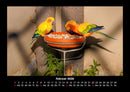 Vogelparadies Fotokalender 2026 - 2