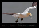 Vogelparadies Fotokalender 2026 - 8