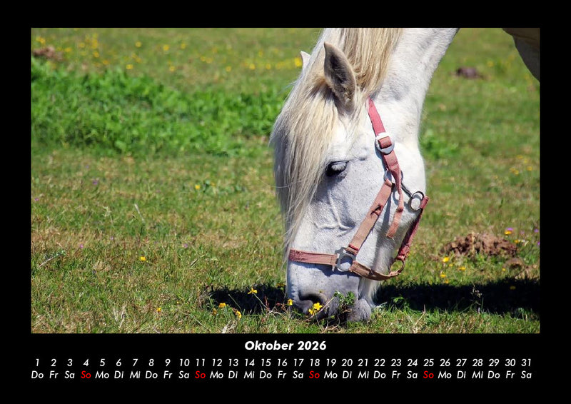 Pferdegeflüster Fotokalender 2026 - 10