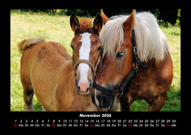 Pferdegeflüster Fotokalender 2026 - 11
