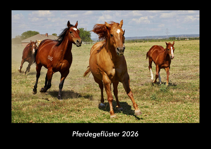Pferdegeflüster Fotokalender 2026 - Hauptbild