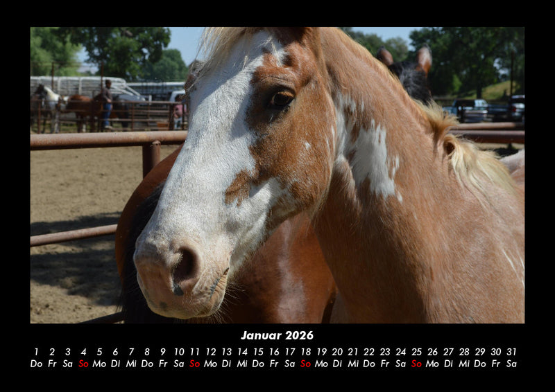 Pferdegeflüster Fotokalender 2026 - 1