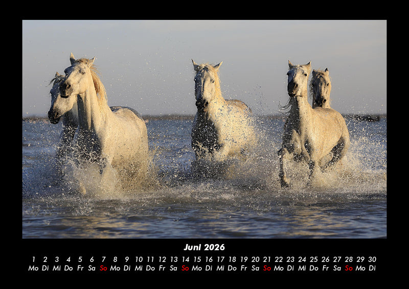 Pferdegeflüster Fotokalender 2026 - 6
