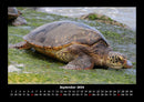 Schildkrötenzauber Fotokalender 2026 - 9