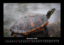 Schildkrötenzauber Fotokalender 2026 - 11