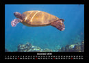 Schildkrötenzauber Fotokalender 2026 - 12
