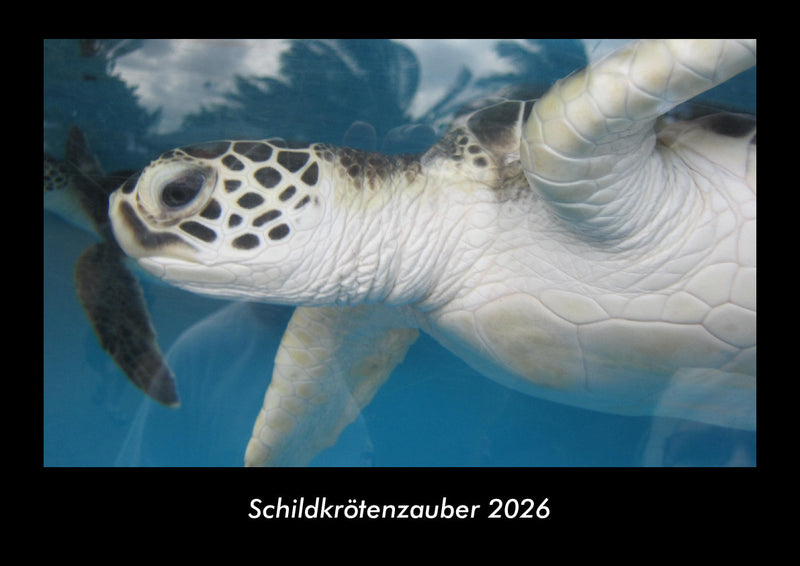 Schildkrötenzauber Fotokalender 2026 - Hauptbild