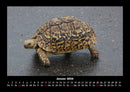 Schildkrötenzauber Fotokalender 2026 - 1