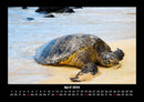 Schildkrötenzauber Fotokalender 2026 - 4