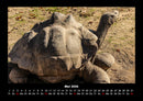 Schildkrötenzauber Fotokalender 2026 - 5