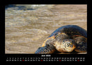 Schildkrötenzauber Fotokalender 2026 - 6