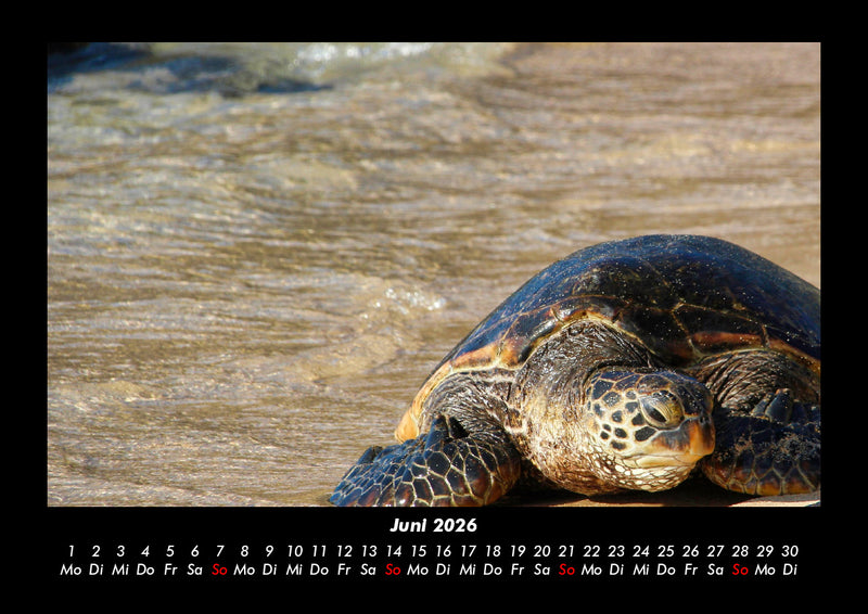 Schildkrötenzauber Fotokalender 2026 - 6