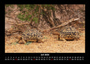 Schildkrötenzauber Fotokalender 2026 - 7