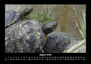Schildkrötenzauber Fotokalender 2026 - 8