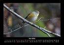 Welt der Tiere Fotokalender 2026 - 6
