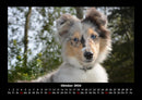 Hundezauber Fotokalender 2026 - 10
