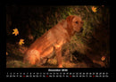 Hundezauber Fotokalender 2026 - 12