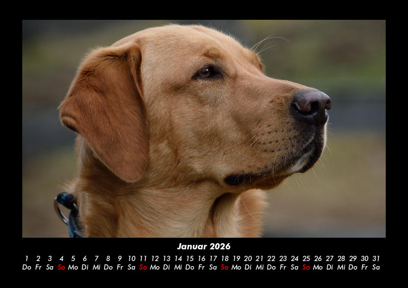 Hundezauber Fotokalender 2026 - 1