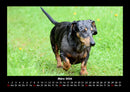 Hundezauber Fotokalender 2026 - 3