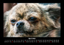Hundezauber Fotokalender 2026 - 4
