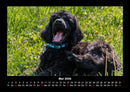 Hundezauber Fotokalender 2026 - 5