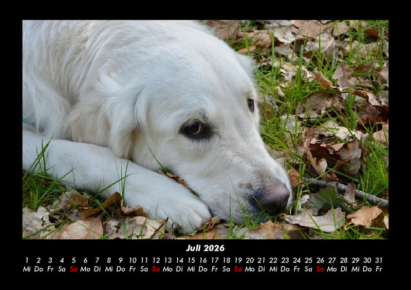 Hundezauber Fotokalender 2026 - 7